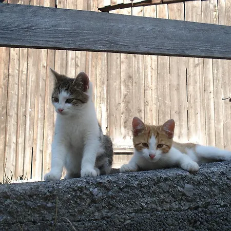 Alojamento de Turismo Rural Saumerhof