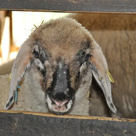 ファームステイ Saumerhof