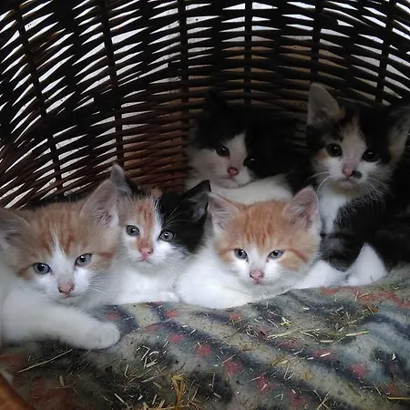 Saumerhof Alojamento de Turismo Rural *