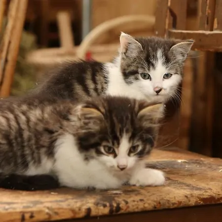 Saumerhof シュラートミンク