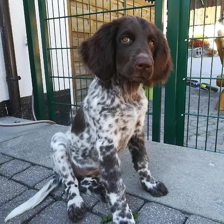 Saumerhof Schladming