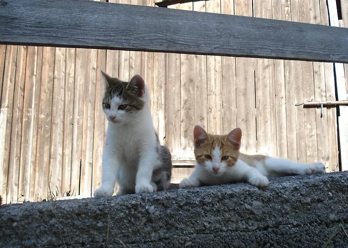 Alojamento de Turismo Rural Saumerhof