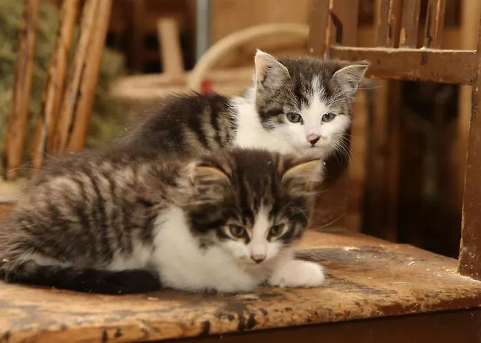 Saumerhof Шладминг